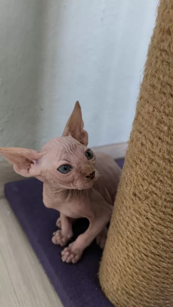 Sağlıklı Sphynx Home Nirvana