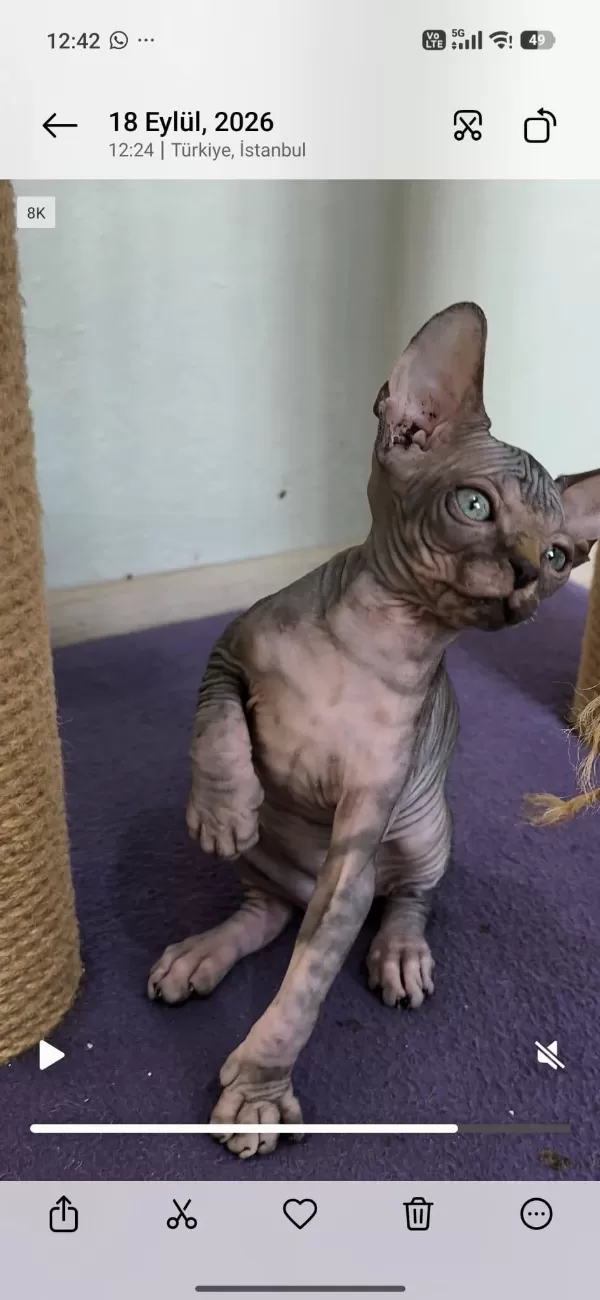 Sağlıklı Sphynx Home Nirvana