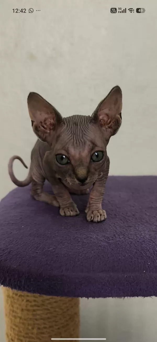 Sağlıklı Sphynx Home Nirvana