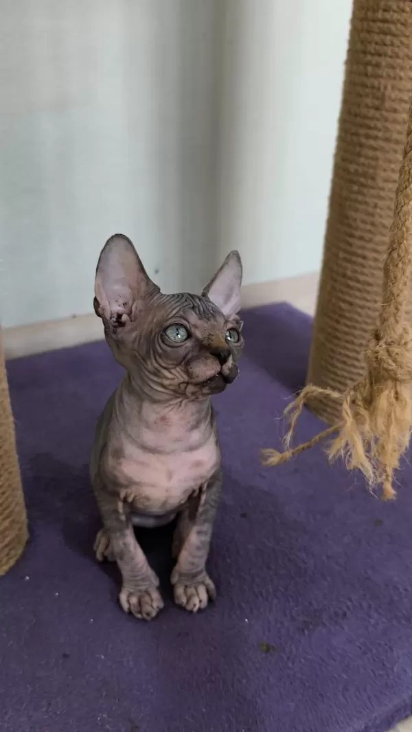 Sağlıklı Sphynx Home Nirvana