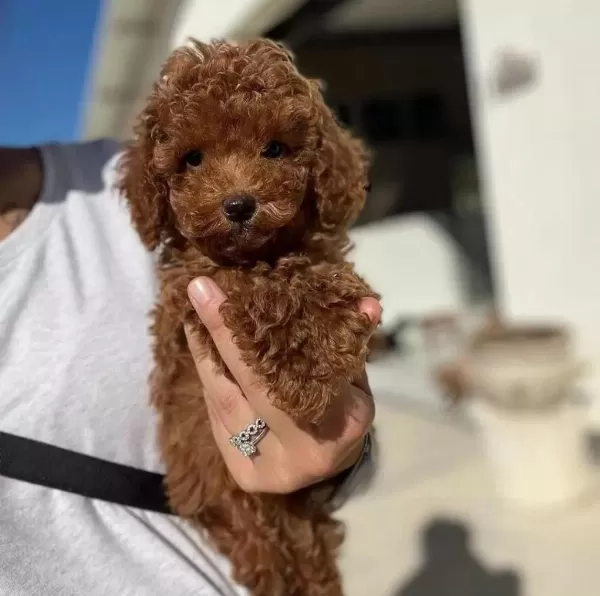 İrk Garantili Toy Poodle Yavrulari