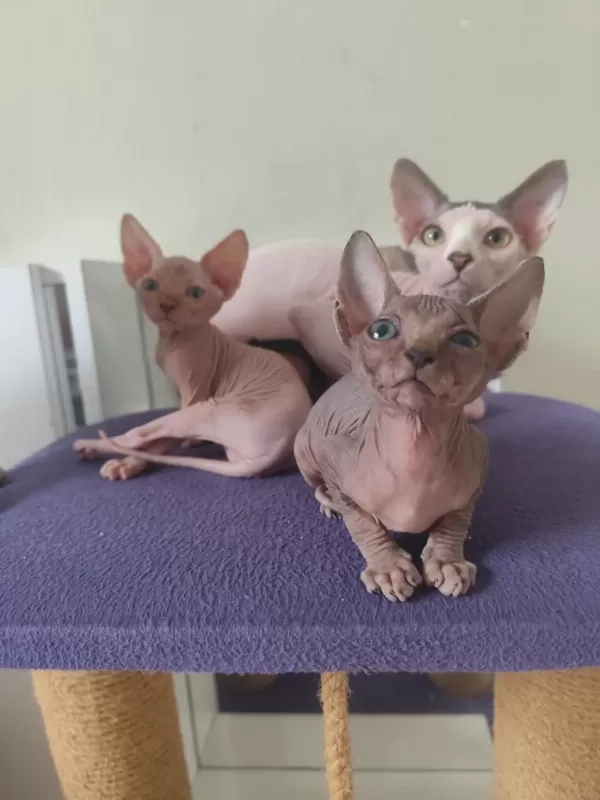 Sphynx Home Old Eyesler