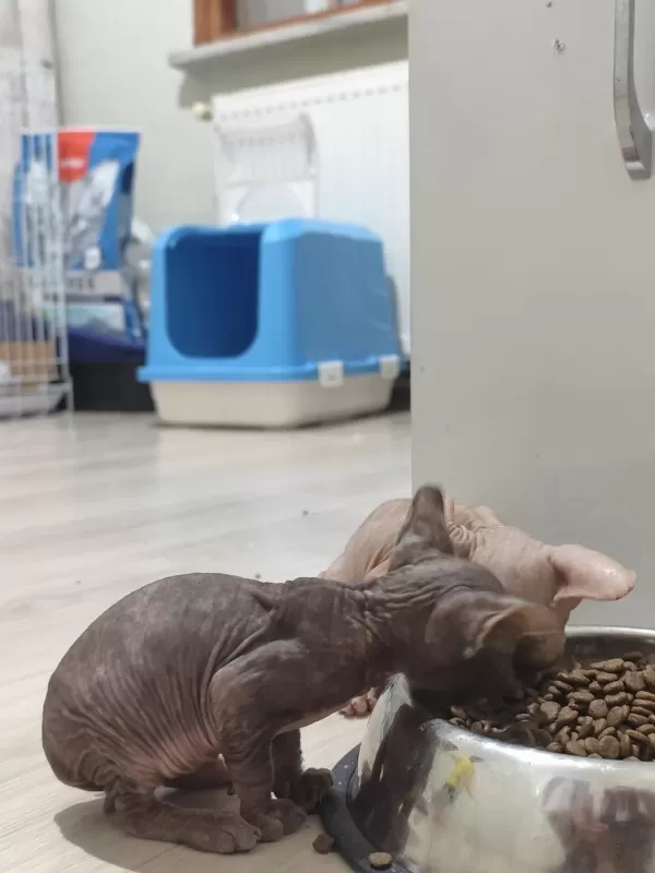 Sphynx Home Old Eyesler