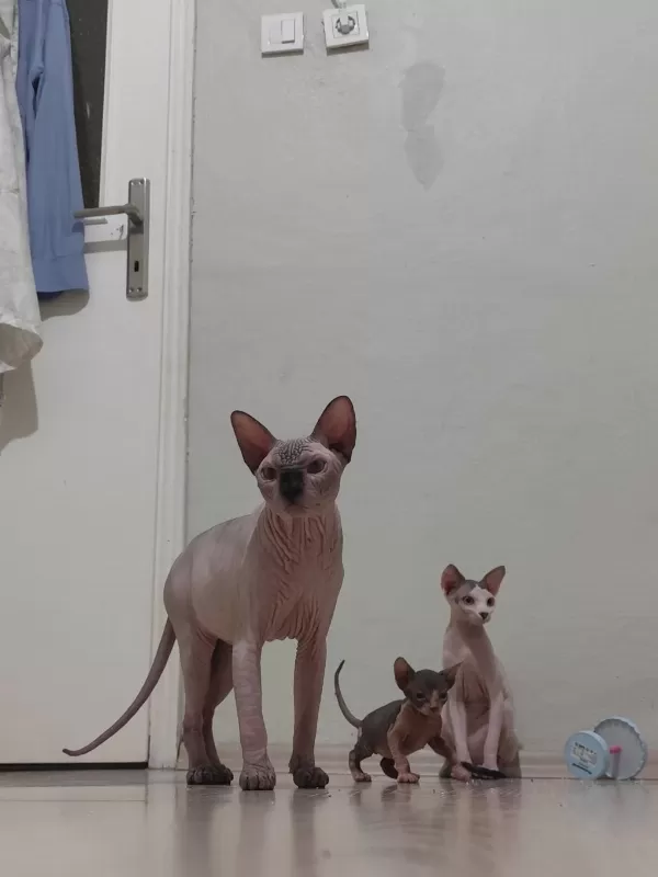 Sphynx Home Old Eyesler