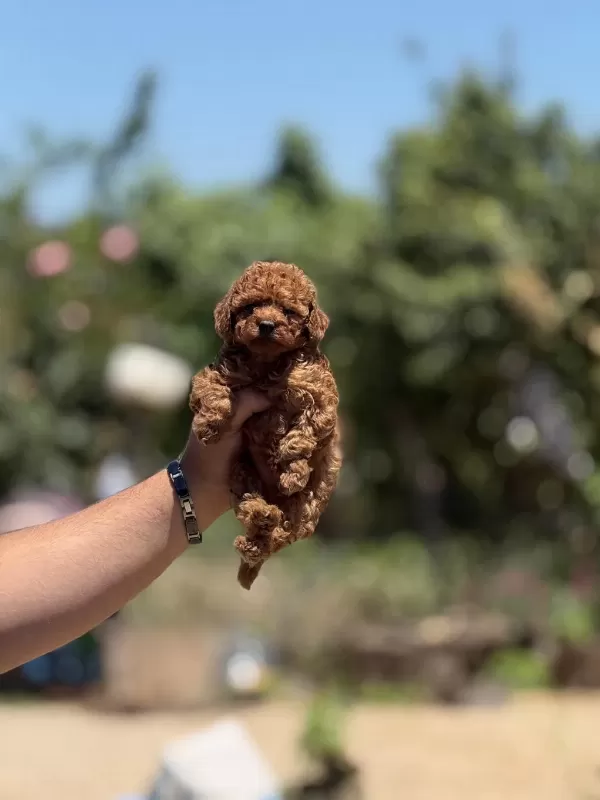 Teacup Kore Aşili Çiş Eğitimli Bebekler