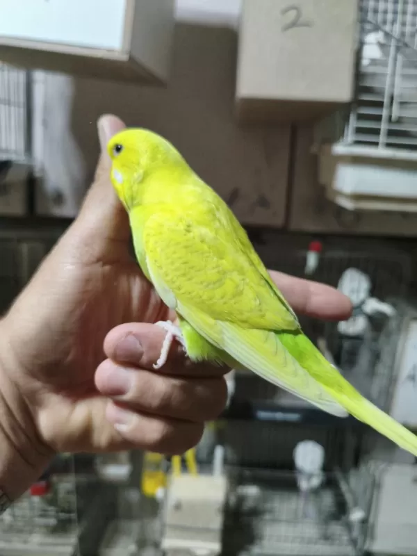 Ele Alıştırmalık Muhabbet Kuşu