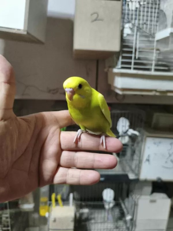 Ele Alıştırmalık Muhabbet Kuşu