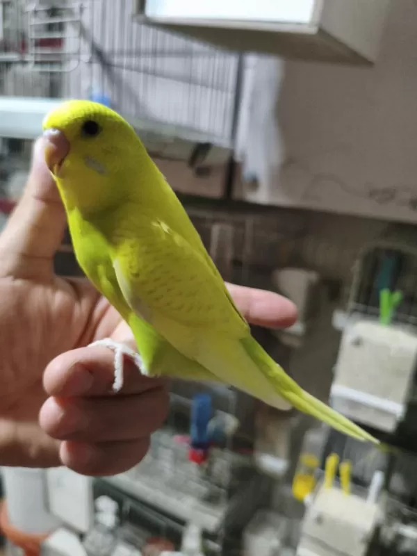Ele Alıştırmalık Muhabbet Kuşu