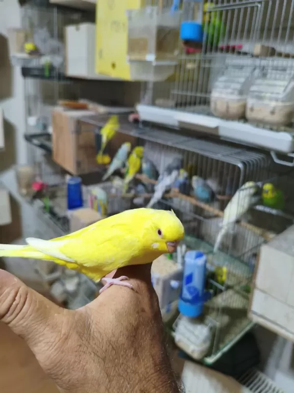 Ele Alıştırmalık Muhabbet Kuşu