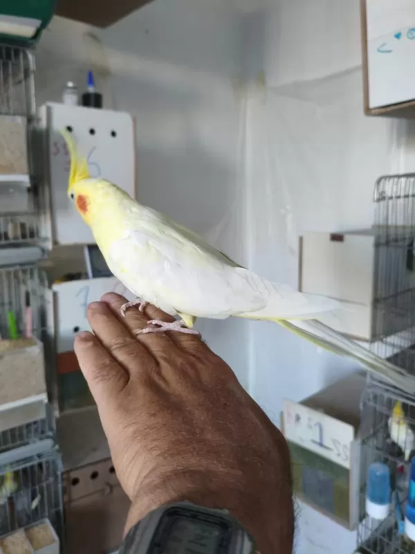 Ele Alıştırmalık Sultan Papağanı