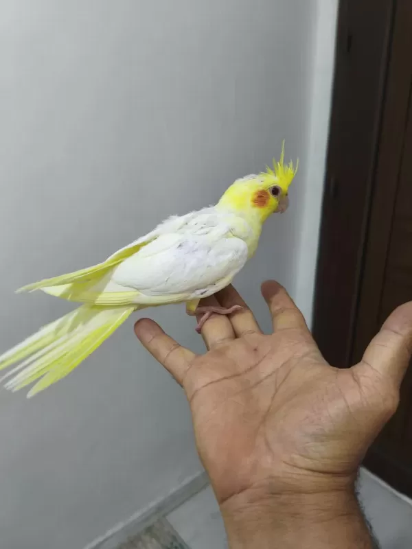 Ele Alıştırmalık Sultan Papağanı