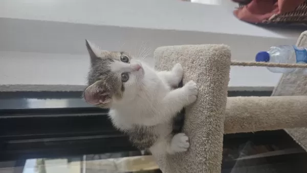 British Shorthair Kırma 6 Haftalık Yavru Kediler Ücretsiz