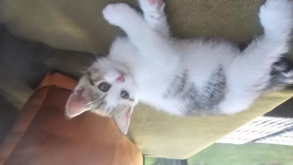 British Shorthair Kırma 6 Haftalık Yavru Kediler Ücretsiz