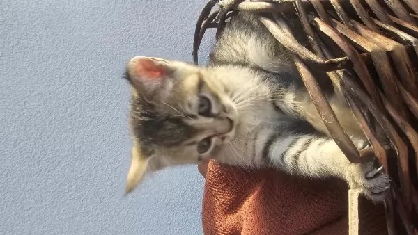 British Shorthair Kırma 6 Haftalık Yavru Kediler Ücretsiz