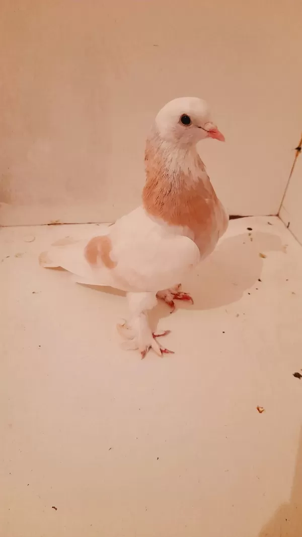 Limon Sari Güvercin Ala Erkek 81 İle Gönderim Yapariz