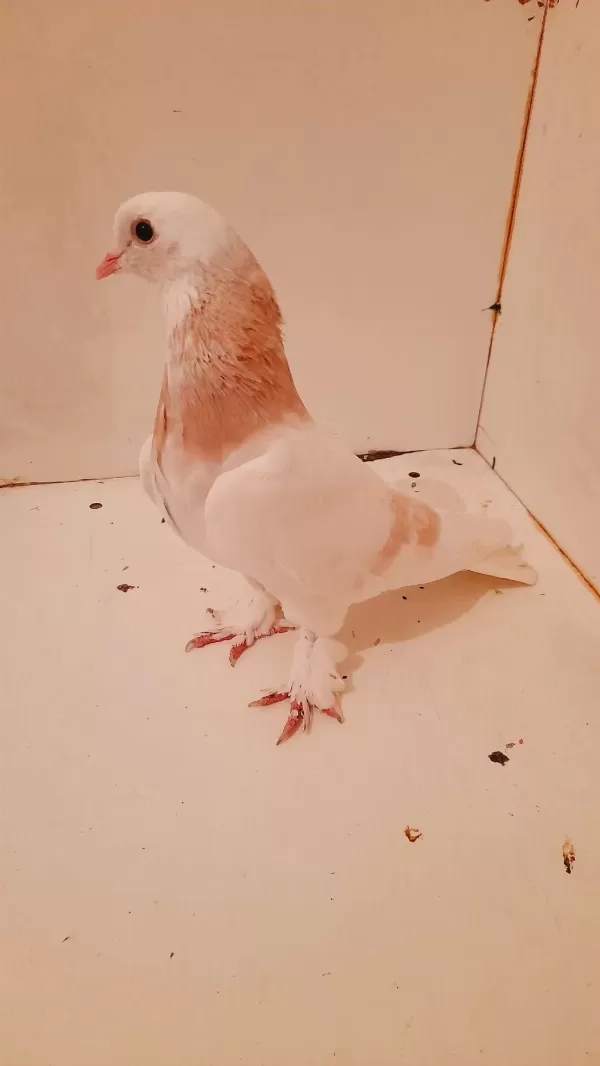 Limon Sari Güvercin Ala Erkek 81 İle Gönderim Yapariz