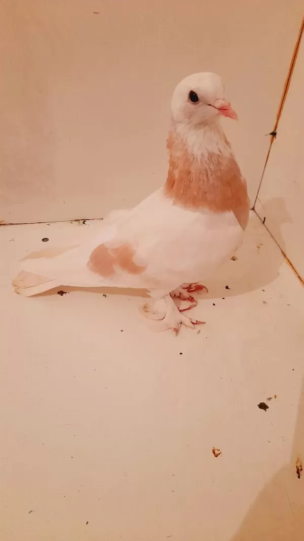 Limon Sari Güvercin Ala Erkek 81 İle Gönderim Yapariz