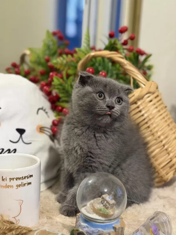 Dişi Scottish Fold Bebeklerimiz