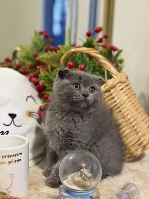 Dişi Scottish Fold Bebeklerimiz