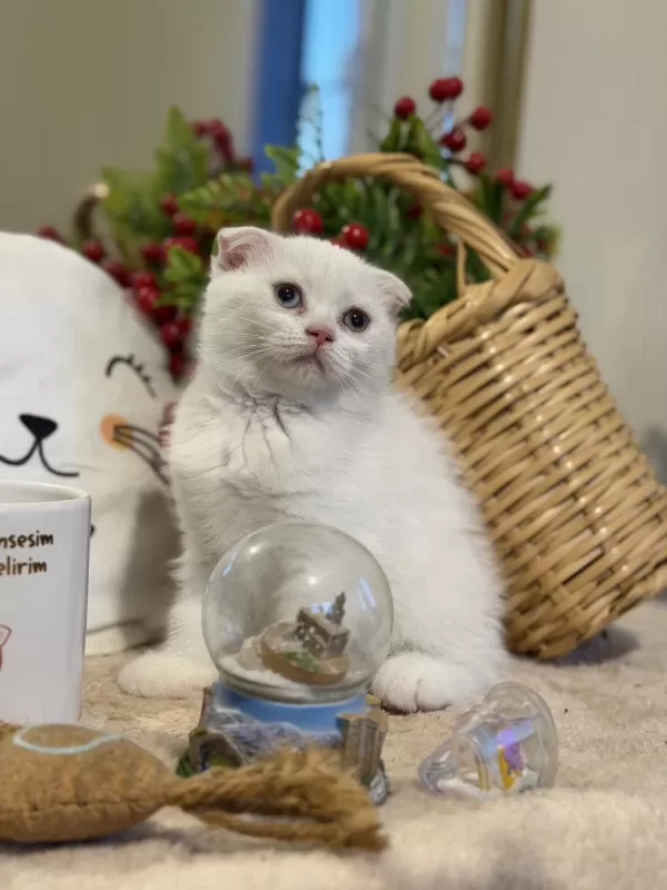 Dişi Scottish Fold Bebeklerimiz
