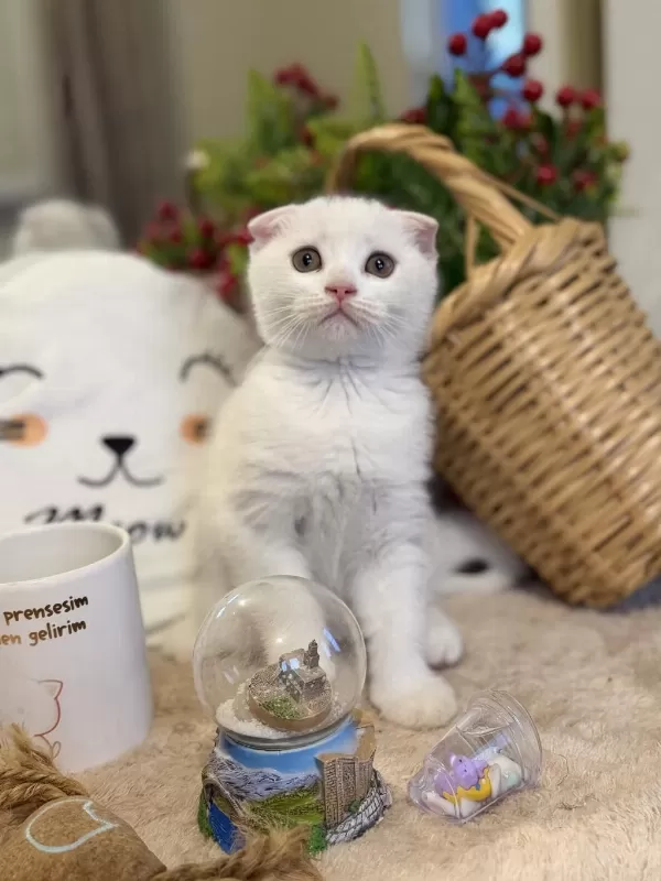 Dişi Scottish Fold Bebeklerimiz