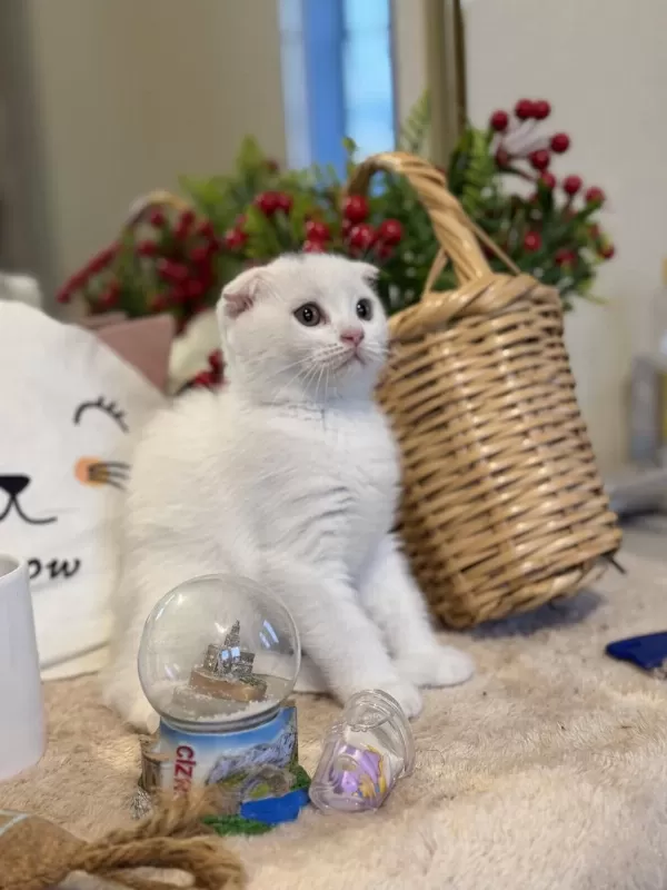 Dişi Scottish Fold Bebeklerimiz