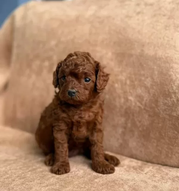 A Kalite Toy Poddle Yavruları