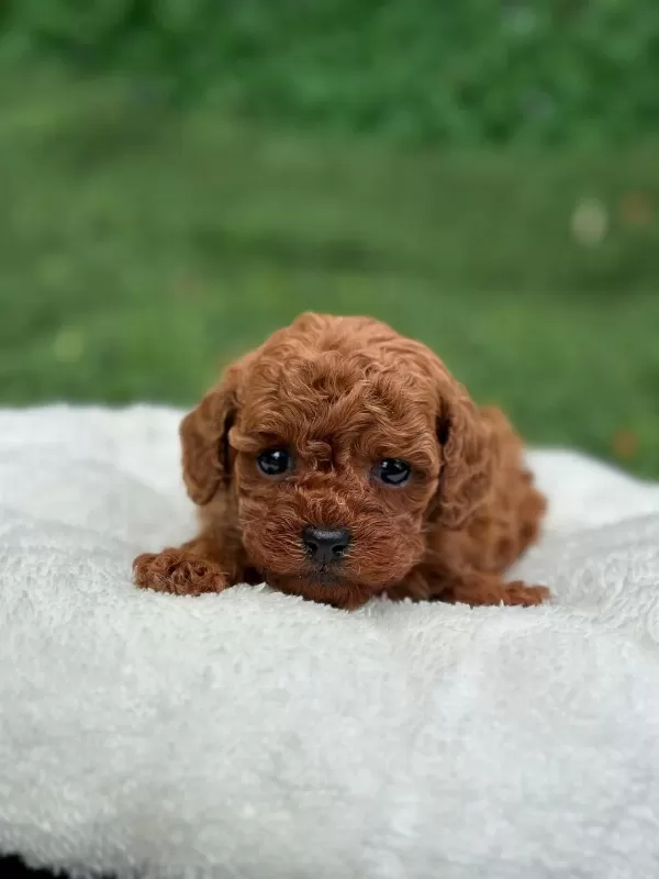 Türkiye Geneli 81 İle Gönderim Toy Poodle