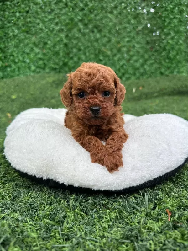 Türkiye Geneli 81 İle Gönderim Toy Poodle