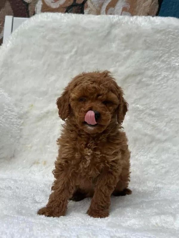 Türkiye Geneli 81 İle Gönderim Toy Poodle