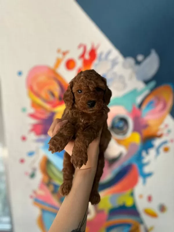 Türkiye Geneli 81 İle Gönderim Toy Poodle