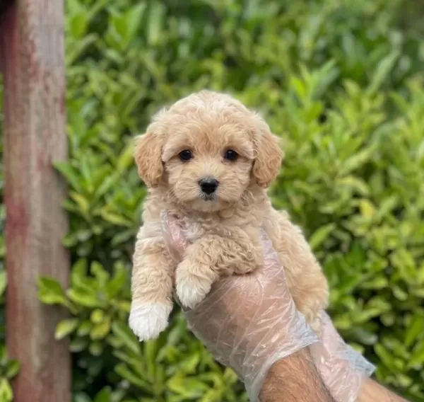 Krem Malti̇poo Yavrular Vonalp Petshopdan