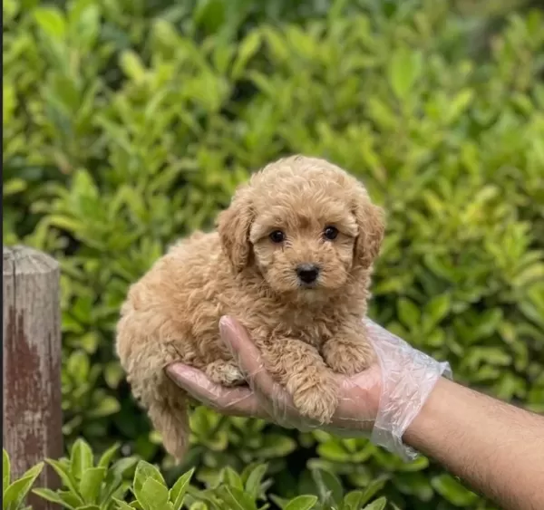 Krem Malti̇poo Yavrular Vonalp Petshopdan