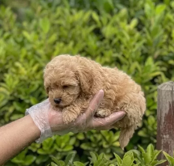 Krem Malti̇poo Yavrular Vonalp Petshopdan