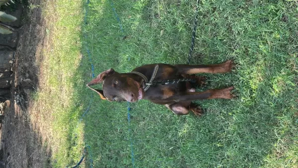 Full Estetikli King Doberman