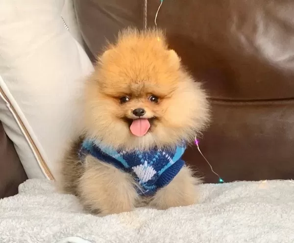 Pomeranian Boo Irk Ve Sağlık Garantili Tuvalet Eğitimli