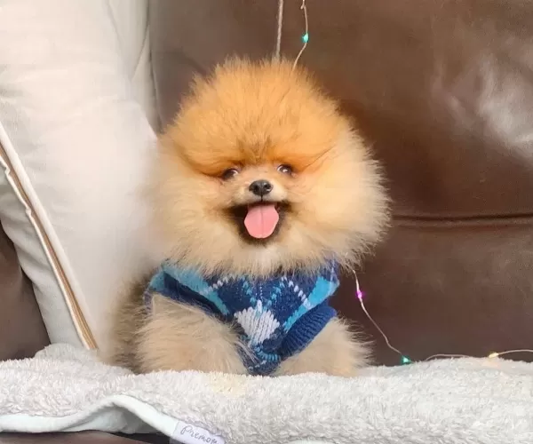 Pomeranian Boo Irk Ve Sağlık Garantili Tuvalet Eğitimli