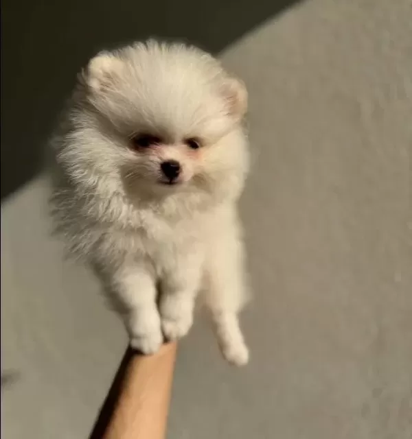 Beyaz Pomeranian Boo 2 Aylık