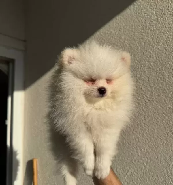 Beyaz Pomeranian Boo 2 Aylık