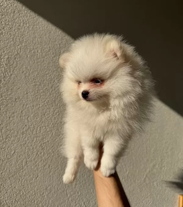 Beyaz Pomeranian Boo 2 Aylık
