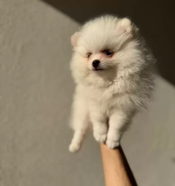 Beyaz Pomeranian Boo 2 Aylık