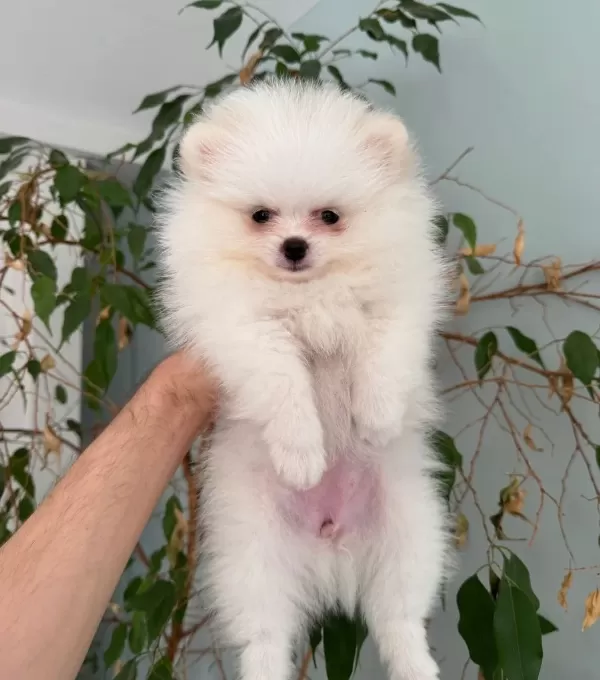Beyaz Pomeranian Boo 2 Aylık