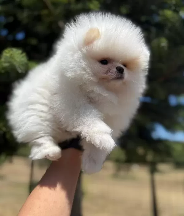Mini Boy Pomerian Bebekler Sun Kennels