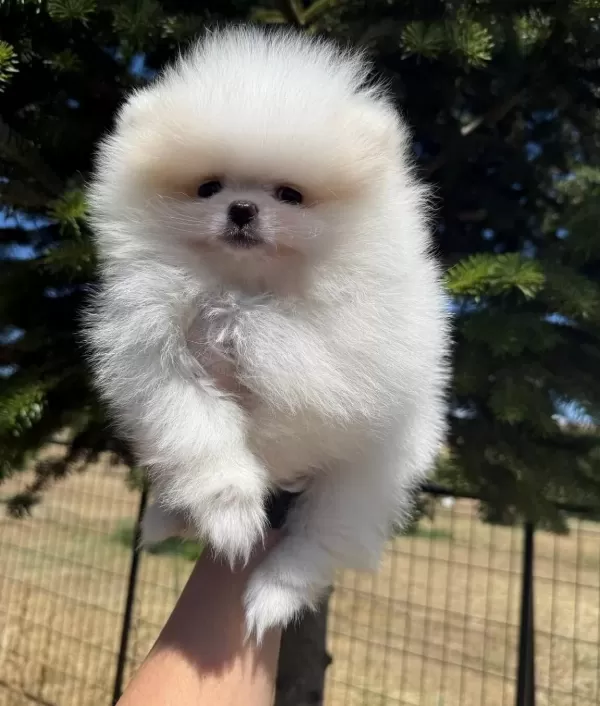 Mini Boy Pomerian Bebekler Sun Kennels
