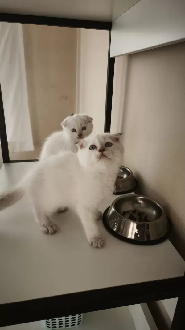 Scottish Fold Yavru Kediler