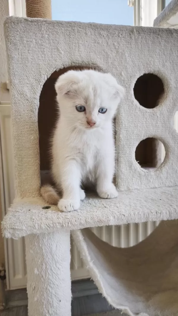 Scottish Fold Yavru Kediler