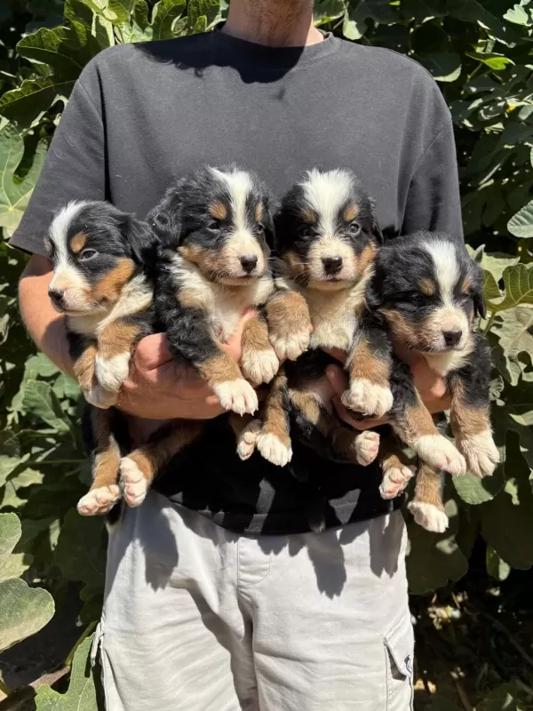 Safkan Kaliteli Bernese Yavrularımız
