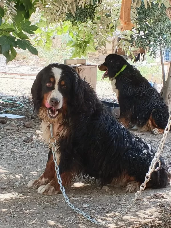 Safkan Kaliteli Bernese Yavrularımız