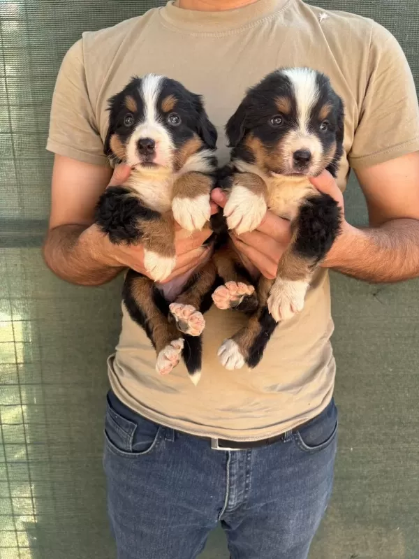Safkan Kaliteli Bernese Yavrularımız
