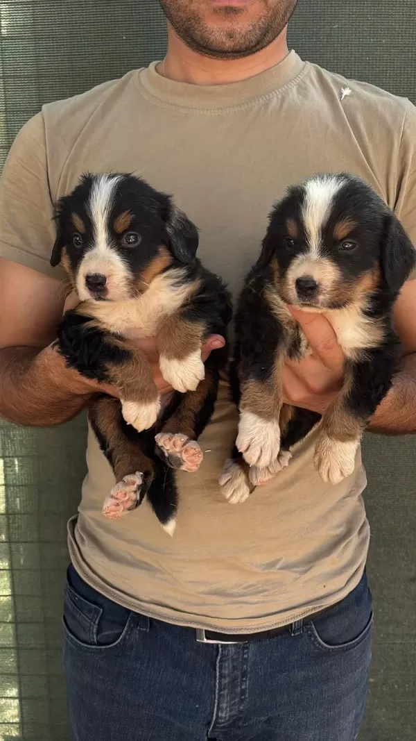 Safkan Kaliteli Bernese Yavrularımız